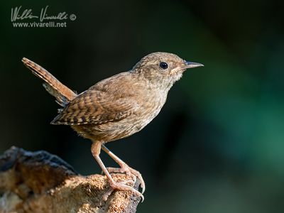 Scricciolo (Troglodytes troglodytes)