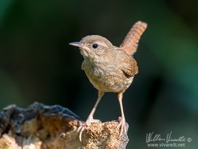 Scricciolo (Troglodytes troglodytes)