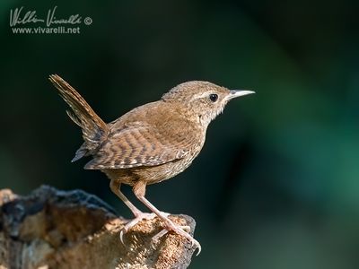Scricciolo (Troglodytes troglodytes)