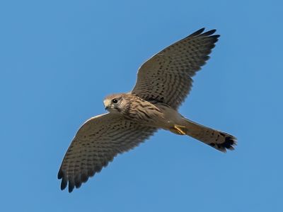 Gheppio (Falco tinnunculus)