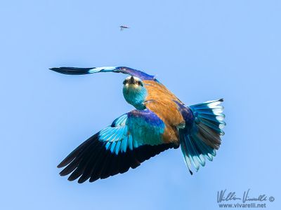 Ghiandaia marina (Coracias garrulus)