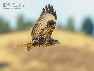 Poiana (Buteo buteo)