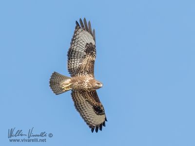 Poiana (Buteo buteo)