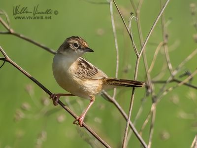 Beccamoschino (Cisticola juncidis)