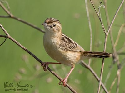 Beccamoschino (Cisticola juncidis)