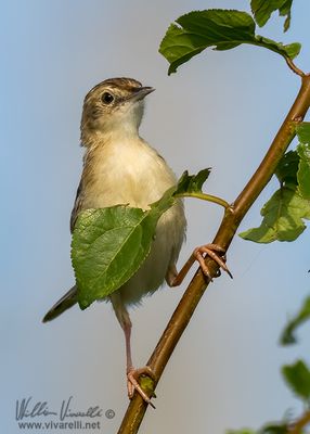 Beccamoschino (Cisticola juncidis)