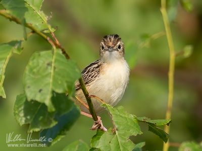 Beccamoschino (Cisticola juncidis)