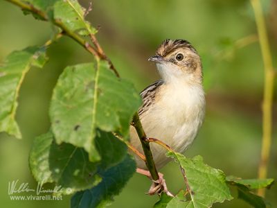 Beccamoschino (Cisticola juncidis)