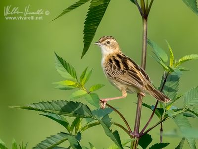 Beccamoschino (Cisticola juncidis)