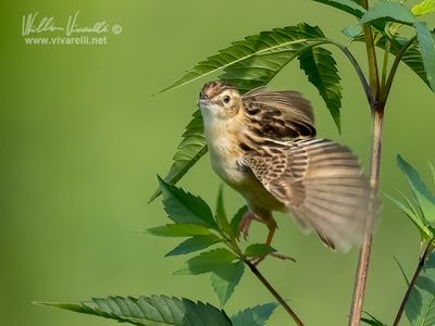 Beccamoschino (Cisticola juncidis)