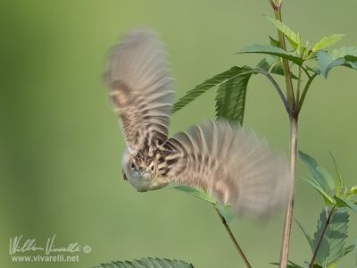 Beccamoschino (Cisticola juncidis)