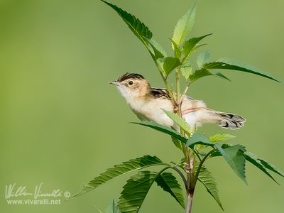 Beccamoschino (Cisticola juncidis)