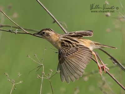 Beccamoschino (Cisticola juncidis)