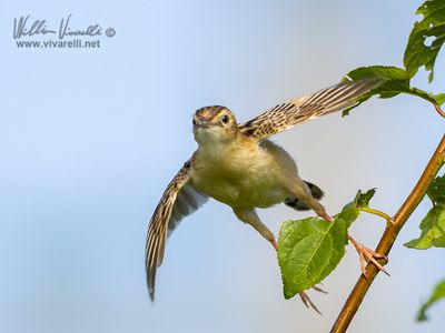 Beccamoschino (Cisticola juncidis)