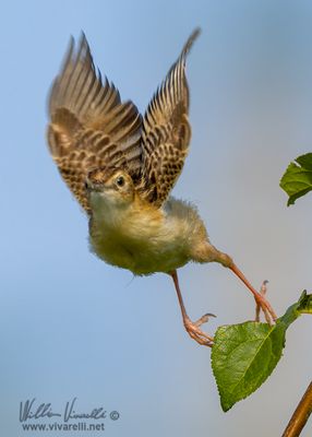 Beccamoschino (Cisticola juncidis)