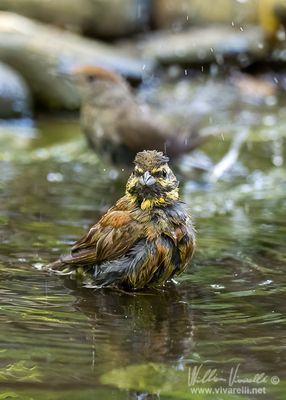 Zigolo nero (Emberiza cirlus)