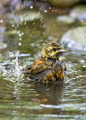 Zigolo nero (Emberiza cirlus)