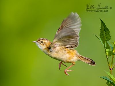 Beccamoschino (Cisticola juncidis)