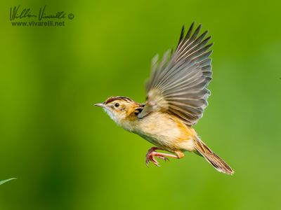 Beccamoschino (Cisticola juncidis)