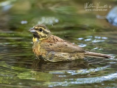 Zigolo nero (Emberiza cirlus)