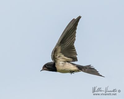 Rondine (Hirundo rustica)