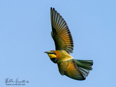 Gruccione (Merops apiaster)