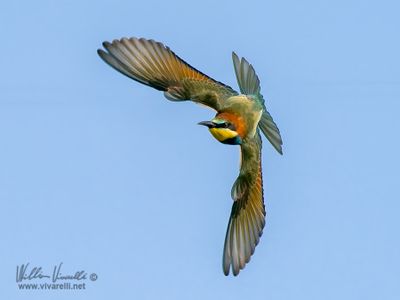 Gruccione (Merops apiaster)