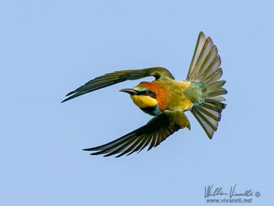 Gruccione (Merops apiaster)