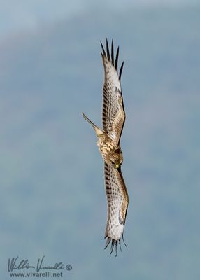 Poiana (Buteo buteo)
