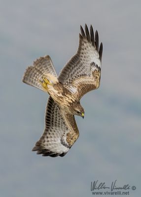 Poiana (Buteo buteo)