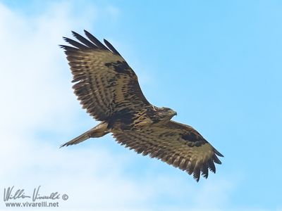 Poiana (Buteo buteo)