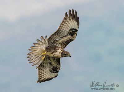Poiana (Buteo buteo)