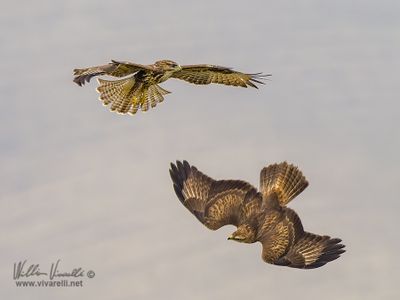 Poiana (Buteo buteo)