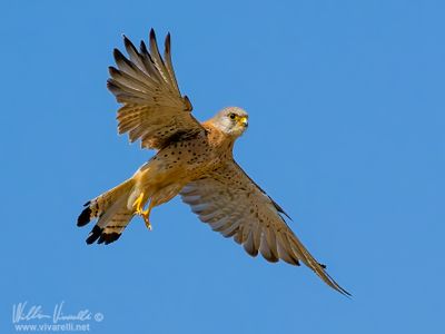 Grillaio (Falco naumanni)