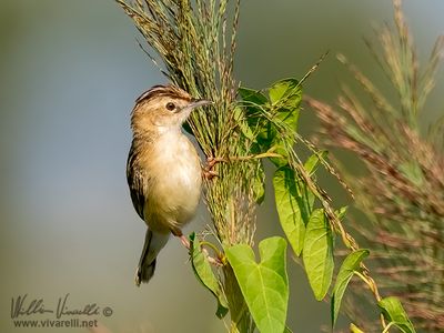 Beccamoschino (Cisticola juncidis)