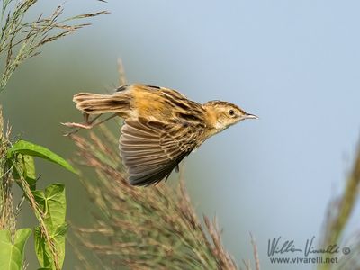 Beccamoschino (Cisticola juncidis)
