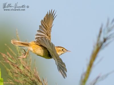 Beccamoschino (Cisticola juncidis)