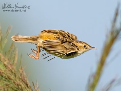 Beccamoschino (Cisticola juncidis)