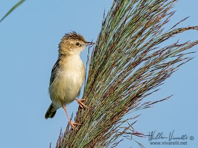 Beccamoschino (Cisticola juncidis)