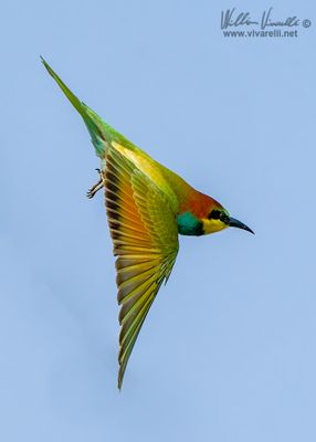 Gruccione (Merops apiaster)