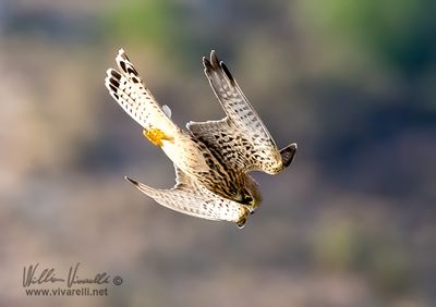 Gheppio (Falco tinnunculus)