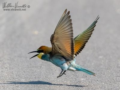 Gruccione (Merops apiaster)