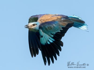 Ghiandaia marina (Coracias garrulus)