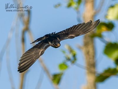 Rondine (Hirundo rustica)