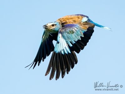 Ghiandaia marina (Coracias garrulus)