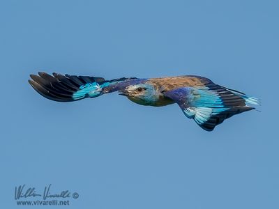 Ghiandaia marina (Coracias garrulus)