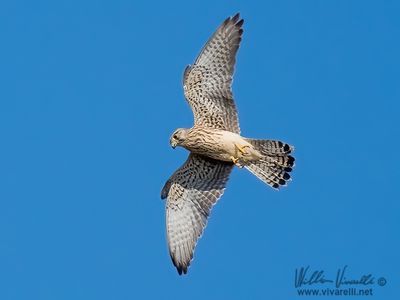 Gheppio (Falco tinnunculus)