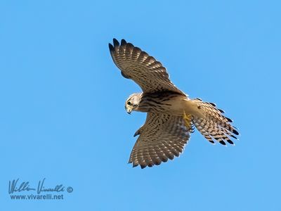 Gheppio (Falco tinnunculus)