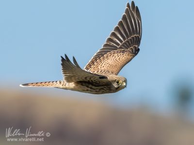 Gheppio (Falco tinnunculus)