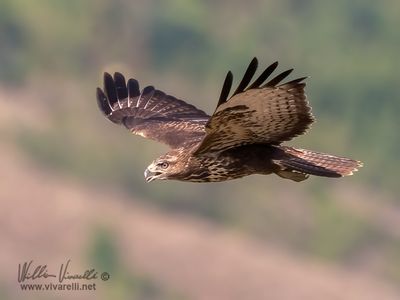 Poiana (Buteo buteo)